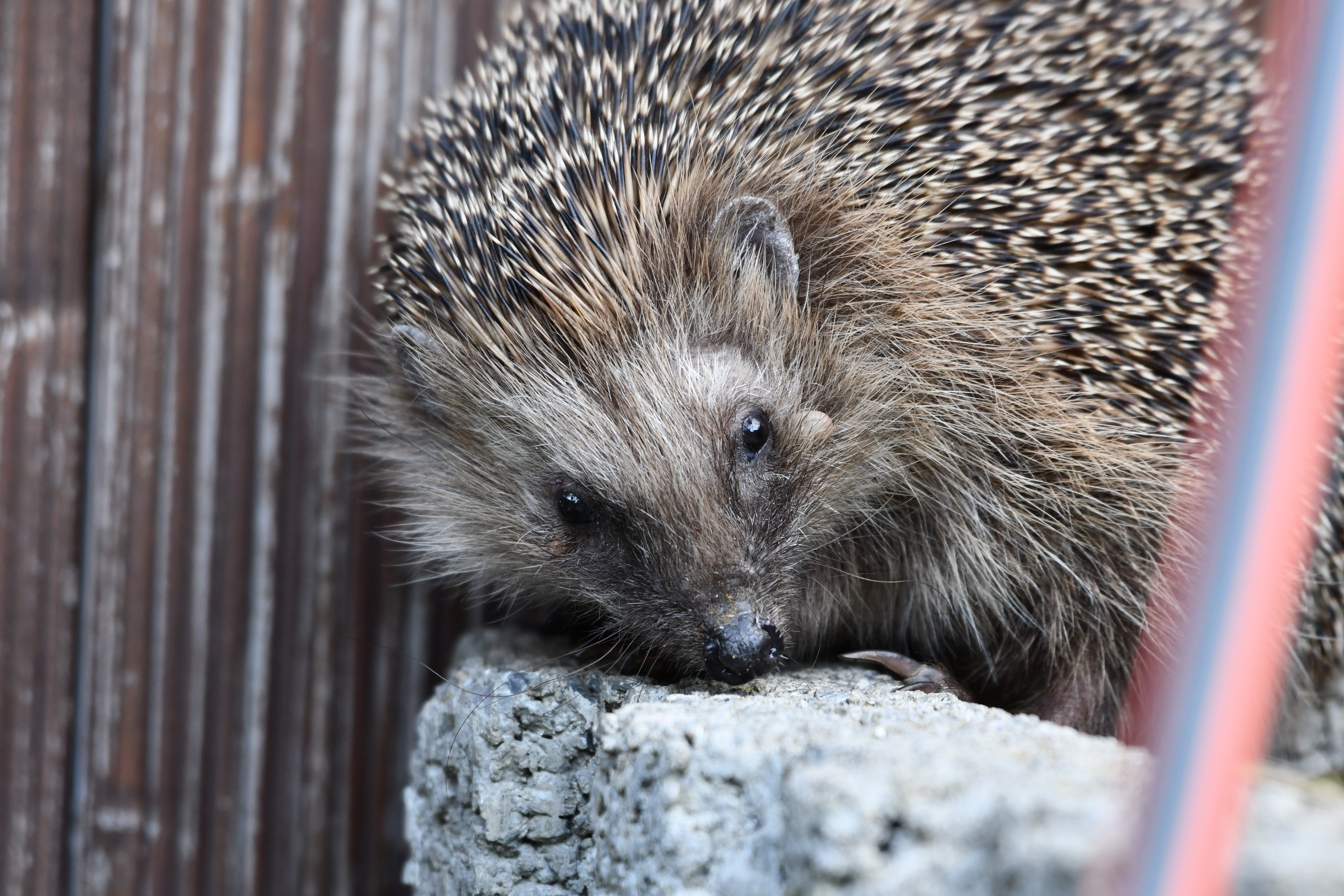Nachbarn retten Igel
